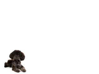 Black poodle puppy isolated on white, copy space. Concept image, cute dog cut out.