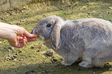 a dwarf grey rabbit is fed with carrot