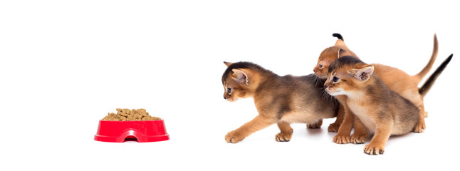 group of kittens runs to eat food in a red plate on a white background