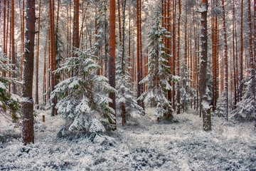 Magischer Winterwald des neuen Jahres im Schnee nach einem Schneefall. Kleine Weihnachtsbäume zwischen den Kiefern