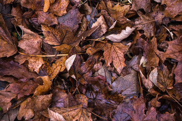 Top view on fallen autumn yellow and brown withered birch leaves
