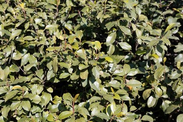 Fresh leaves of a Khat or qat bush, Catha edulis.
