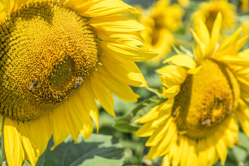 Sonnenblume mit Bienen