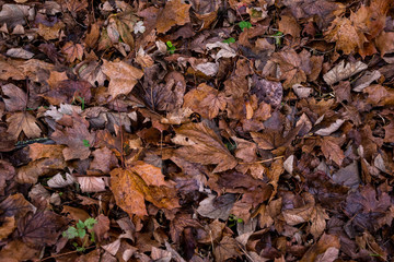 Top view on fallen autumn yellow and brown withered birch leaves