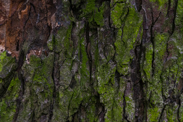 Close up of the chestnut bark texture
