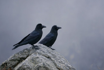 ravens on a tree