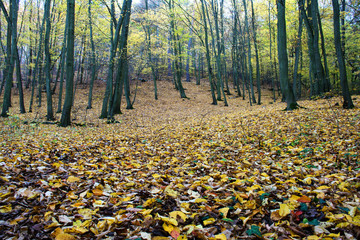 Prague's nature, autumn park. Czech Republic. 
