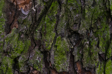 Close up of the chestnut bark texture