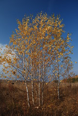 Fototapeta premium birch trees