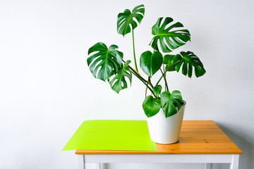 Beautiful leaves of Monstera on a background of white walls. Monstera in a modern interior. Flowers in the interior. The concept of minimalism. Background for the site. Botany