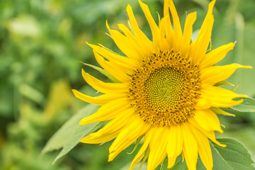 Sonnenblume