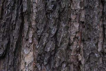 Fototapeta premium Close up of the chestnut bark texture