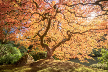 Fototapeta na wymiar japense tree in autumn