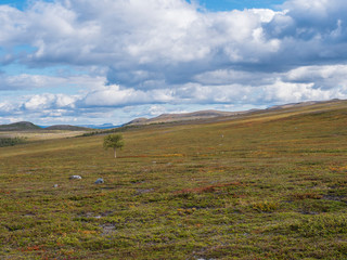 Landscape of Lapland nature at Kungsleden hiking trail with lonely birch tree, colorful mountains, rocks, autumn colored bushes and heath in dramatic light and clouds