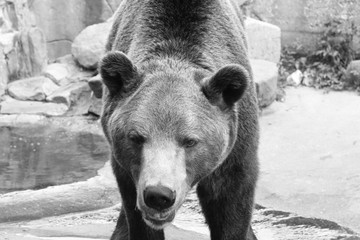  Artistic, black and white photo of a wild brown bear, a huge male, looking directly at the camera. Wildlife photos.