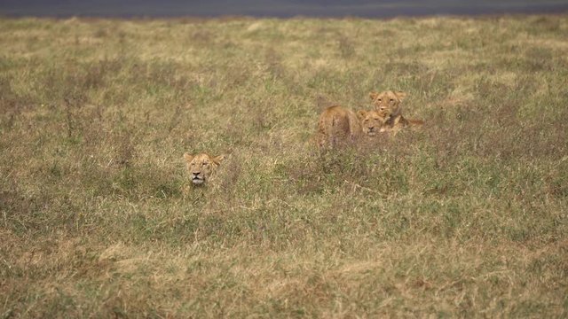 Lioness and Young Lions Resting in Pasture of African Savanna. Wild Animals in Natural Habitat