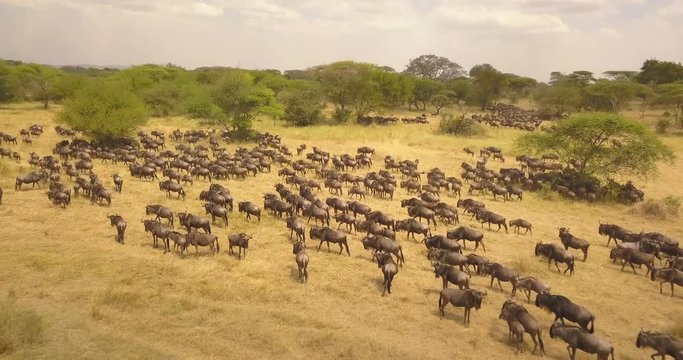 Aerial View of Large Wildebeest aka Gnu Herd on Migration in Pasture of African Savanna, Tanzania