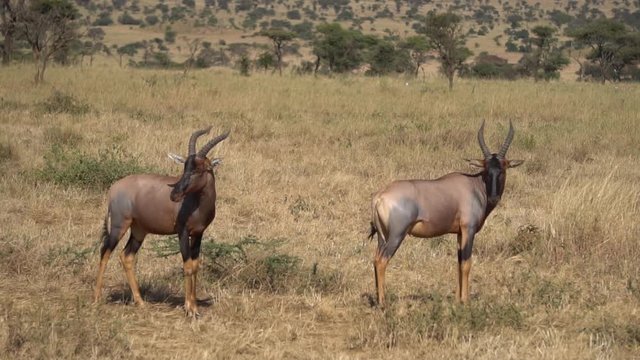 Pair of Male Topi Antelope Standing in Pasture of African Savanna. Animals in Naturan Environment