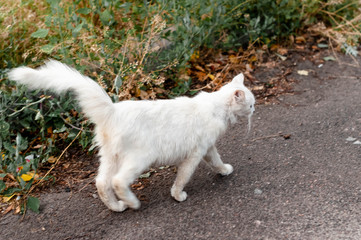 side view of dirty homeless white cat on ground near green grass outside