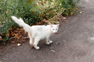 Naklejka na ściany i meble cute scared dirty homeless white cat standing and looking at camera on ground outside