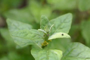 New Zealand spinach, Tetragonia tetragonioides.