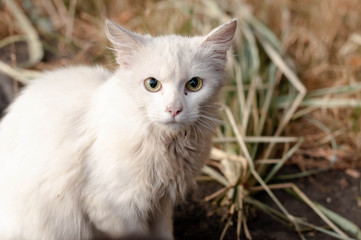 Naklejka na ściany i meble portrait of cute scared homeless white cat with sad eyes sitting and looking at camera on gass outside
