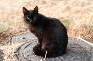 cute homeless black cat with sad eyes sitting and looking at camera on metal sewer manhole near gass outside