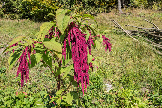 Garten Fuchsschwanz