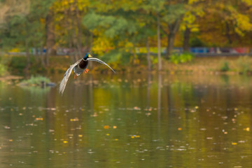 Male Mallard dock flying across the lake.