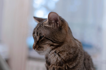 portrait of cute strepped tabby cat looking away at home