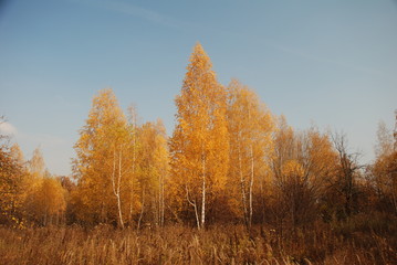 autumn in the forest
