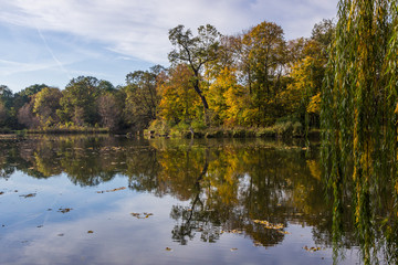 Fototapeta premium colorful autumn tree leaves in the park