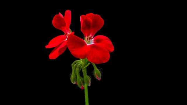 Timelapse of a red flower blooming on a black background
