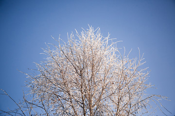 Branches of tree in frost on the background of blue sky