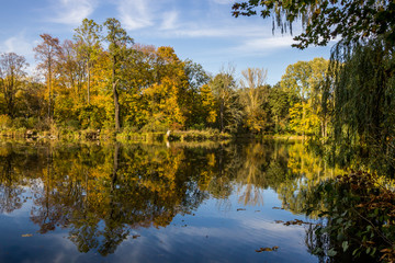 colorful autumn tree leaves in the park