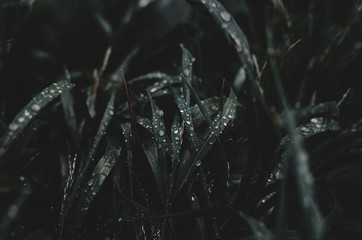 wet grass