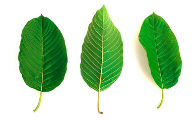 group of kratom leaf (Mitragyna speciosa) Mitragynine on white background isolate image,Drugs and Narcotics,Thai herbal which encourage health, isolated on white background