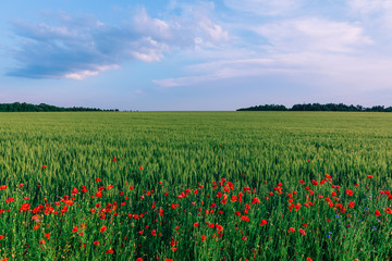 beautiful nature. red poppies near the field of winter wheat and