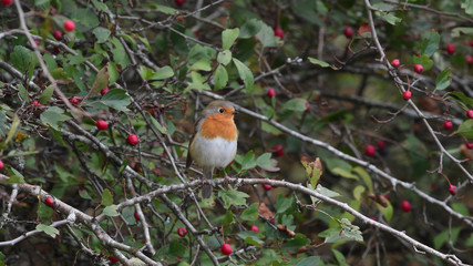 Rotkehlchen in der Rosenhecke