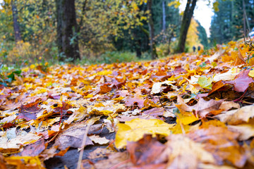 For wallpaper design. Abstract orange background. Autumn forest. Natural pattern.
