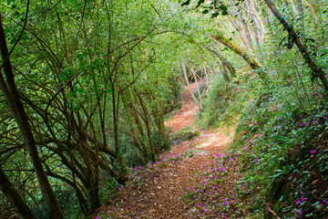 green path and pink flowers