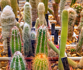 Beautiful view with variety of cactus plants in pots and labels with their names