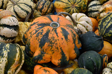 pumpkins and gourds. Decorative, dining, fodder pumpkin varieties of different colors. different...