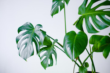 Beautiful leaves of Monstera on a background of white walls. Monstera in a modern interior. Flowers in the interior. The concept of minimalism. Background for the site. Botany © Диляра Слесаренко