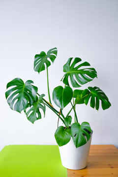Beautiful leaves of Monstera on a background of white walls. Monstera in a modern interior. Flowers in the interior. The concept of minimalism. Background for the site. Botany