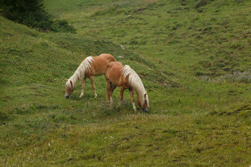 Haflinger in den Bergen