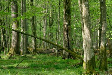 Old natural deciduous stand with oak trees