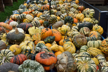 pumpkins and gourds. Decorative, dining, fodder pumpkin varieties of different colors. different...