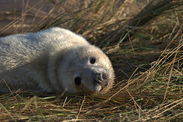 Grey seal pup