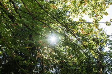 Obraz premium Herbstlicher Wald